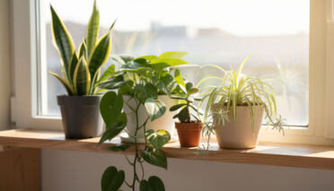 Les plantes faciles à cultiver pour les débutants 10 découvrez les plantes faciles à cultiver, idéales pour les débutants en jardinage. conseils simples et astuces pour réussir votre première culture avec succès.